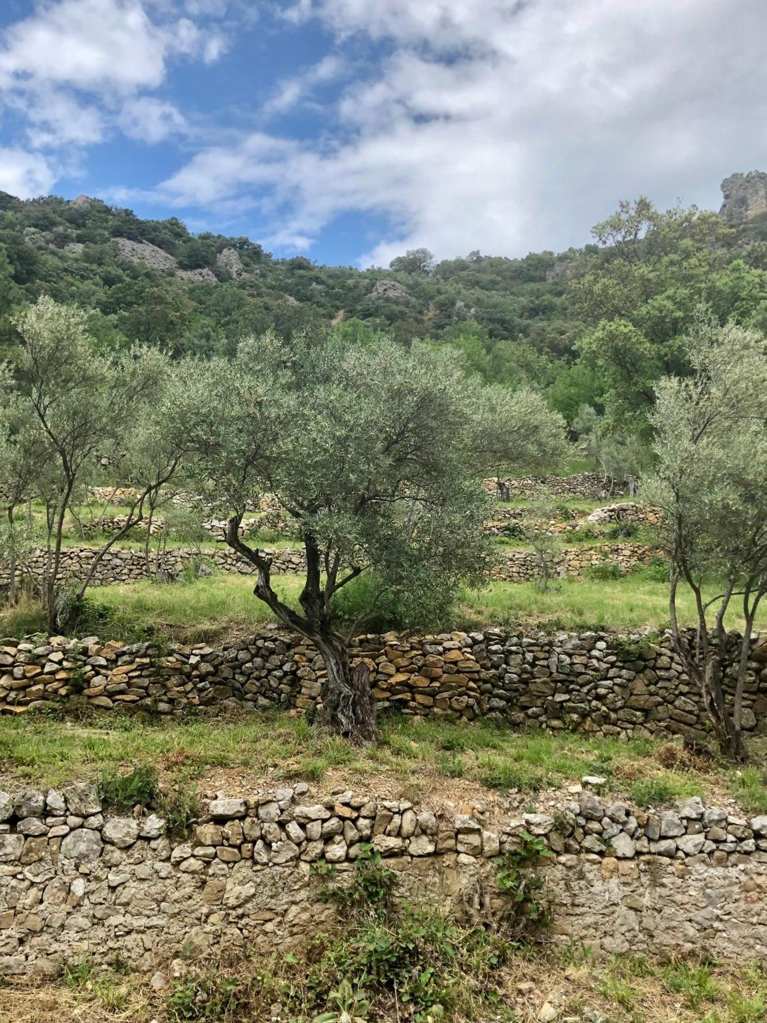 Charmante Maison A Saint Guilhem Le Desert Esterno foto